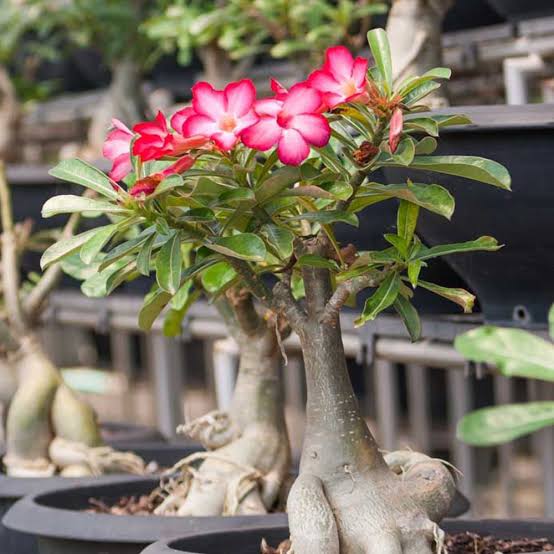 Adenium