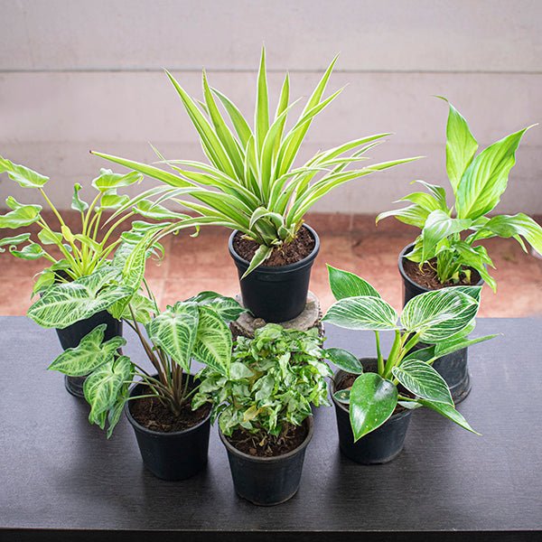 Indoor plant decor